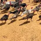 رومي العمر 4 شهور