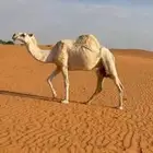 ثلاث ضرايب للبيع