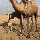 خلفه كفو هديه