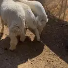 طليان حري وعيسي طيبه بالحيل ونضيفه