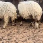 بهم تعيم