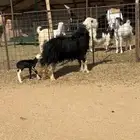 للبيع نجديه والد صنف