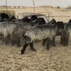 تمم البيع