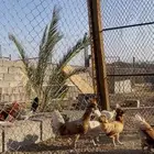 دجاج بولش ودجاج رومي