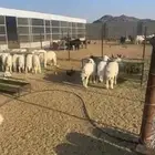 خرفان وتيوس للبيع