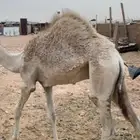 قعدان قصب