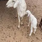 خلفه تحتها خروف