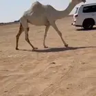 للبيع بكره ساسه رمانيه كفو