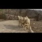 رخال صنف كفو