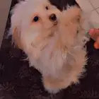 للبيع العمر 8 شهور