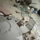 للبيع للانتقال من المدينه
