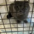 3 قطط ( للبيع ) كل واحد سعر