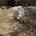فحل جذع صنف تم البيع