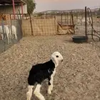 نجدي