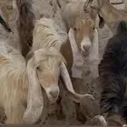 معزا عوارض صفر نوادر لاهل الزين