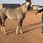 حصان عربي سرعه فاخر حفيد ليث الخالديه