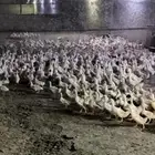 بط بكيني