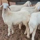 رخال حريه صنف