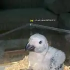 فرخ كاسكو كونغو انتاج محلي لهواه الغر سعر مغري