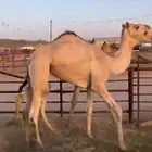 قعودين للبيع الموقع خميس مشيط
