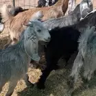 البيع تيوس مخاصي