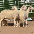 4 ضان صفر برص صنففف