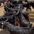 تيوس شبيه العارضي