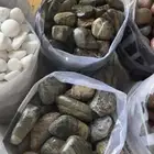 بحص زينه