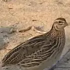 مطلوب جفتون السعر رخيص