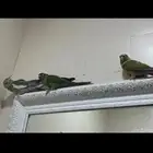 جوز كنيور وانثى كروان