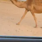 ناقه صفرا