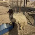 جذعة نعيمية