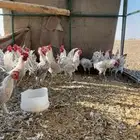 ديوك فيومي الألمنيوم