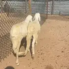 سواكني ونعيم وحري لباني لللبيع مع الصلخ والتوصيل