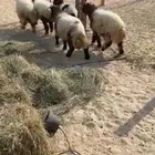 نعرض لكم خروفان ورغوث