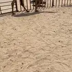 بكره شعلا