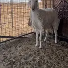 شاة حرية ثنية صنف