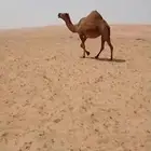 ضريبه