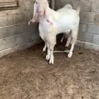 فحول واحد توه يسدس وثني