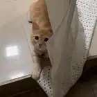 قطه تبني