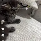 قطط عمر شهر