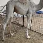 قعود فاخر