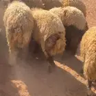 خرفان ذبح مقفه العدد 20