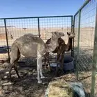 عقدان تربية للبيع