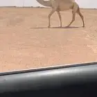 للبيع الرمانيه الكفوو