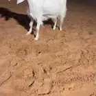 تم البيع