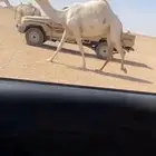 للبيع ابل