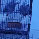 جوز كاسكو منتج