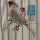 أزواج كناري للبيع