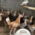 دجاج بلدي 100